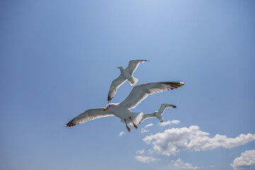 Wall Mural - Seagull - Larus marinus flies through the air with outstretched wings. Blue sky. The harbor in the background.