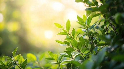 Poster - Sunlight Through Green Leaves