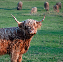 Red, long hair bull from Norway on a green field. 