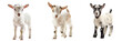 © Partha - Set of a baby goat isolated on transparent background