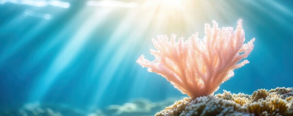 An underwater sun creature, a tropical reef barrier coral, an aquatic diverse species, marine sea fish.