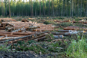 Cut down pine trees. Landscape of cut down trees in the forest.