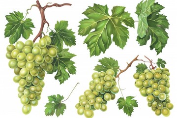 Canvas Print - A bunch of grapes hanging from a branch with leaves