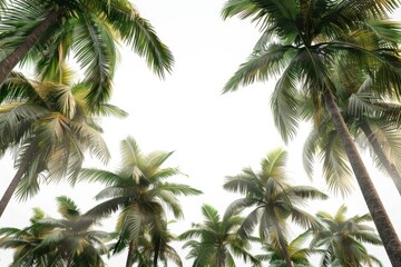 Poster - A serene landscape featuring a group of palm trees against a bright white sky, perfect for use in travel, relaxation, or nature-themed projects