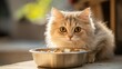 © Popelniushka - Cat With Food Bowl. Indoor Scene of Adorable Cat Near Bowl of Food, Pet Care Concept