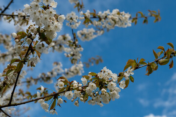 Kirschblüten am blauen Himmel