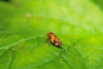 natural Passionvine hopper insect macro photo