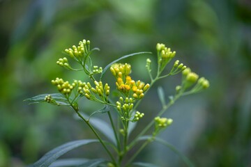 Wall Mural - Inflorescence of a jackass bitters, Neurolaena lobata