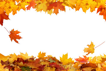 Wall Mural - beautiful yellow,red,orange foliage. natural background. border frame of colorful leaves. vibrant fa