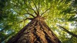 © James - Majestic tall tree viewed from below with sunlight filtering through green canopy, forest perspective, copy space