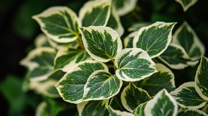 Canvas Print - Variegated Green and White Foliage