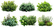 © MOUNSSIF - Set of green garden bushes cut out