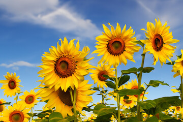 Yellow Sunflowers with Blue Sky Clouds Background