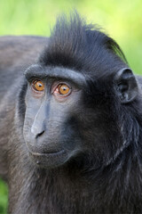 Wall Mural - portrait of crested macaque (macaca nigra)