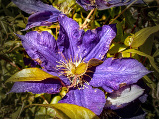 Nice Clematis in a garden full of sun. There's a lot of leaves in background and around the flowers.