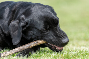 Portrait of a black Labrador chewing a stick