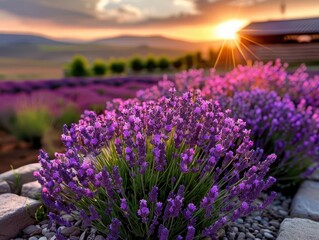 Lavender farm in full bloom, serene and aromatic, Botanical, Soft purples, Photograph, Floral beauty