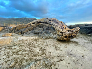 Driftwood and Boulders 03