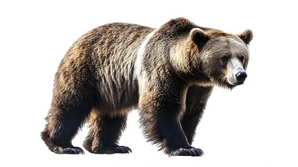 Full-body image of brown bear isolated on a transparent background