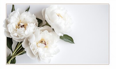 Sticker - Three White Peonies with Green Leaves on a White Background