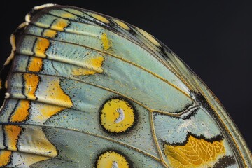Aufkleber - a butterfly with yellow spots on its wings delicate patterns on the surface of a butterfly's wing