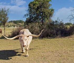  White Long Horn Cow in field walking