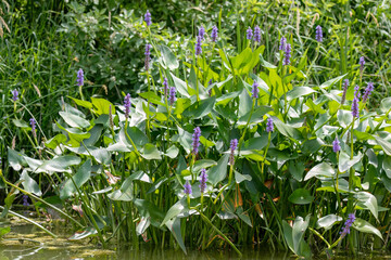 Sticker - Pickerelweed, Pickerel Rush Water hyacinth (Pontederia cordata). The pickerelweed    or pickerel weed ,native amerivan flowers