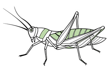 Wall Mural - Elegant Line Drawing of a Grasshopper Detailed Line Art Vector Illustration