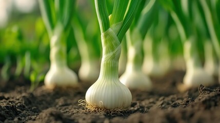 Canvas Print - A close up of a bunch of onions growing in the ground, AI