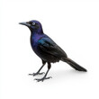 © khonkangrua - Sharp image of a glossy blackbird standing alone on a white background, emphasizing its iridescent feathers and striking appearance.