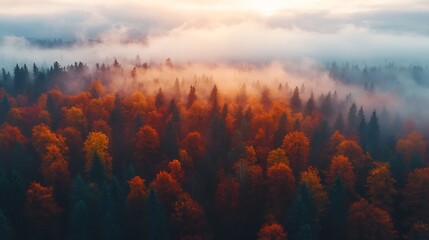 Wall Mural - Aerial view of beautiful colorful autumn forest in low clouds at sunrise Top view of orange and green trees in fog at dawn in fall View from above of woods Nature background Multicolor : Generative AI