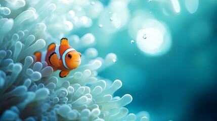 one small orange clownfish hiding in an anemone against the backdrop of turquoise ocean water Diving in the pacific ocean Wild world of the sea reserve An interesting hobby Seawater aq : Generative AI