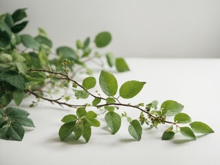 Poster - Green plant twigs with leaves on white background