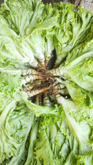 Texture of Iceberg lettuce (Lactuca sativa) Pile. Randomly stacked vegetables sold in Traditional Market. Textured Details. Fresh food ingredients. Wallpaper Backgrounds Photography Concepts