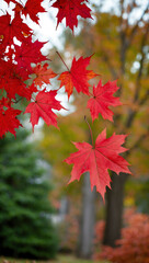 Wall Mural - autumn breeze moving red maple leaves background art design backdrop