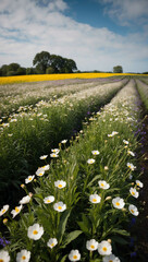 Wall Mural - wind gusting through fields of flowers background art design backdrop