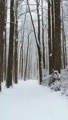 Wall Mural - snow falling softly in quiet woods background art design backdrop