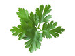 © Dontrell - Parsley leaf isolated on transparent png
