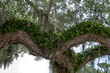 © Danita Delimont - Resurrection fern on a live oak tree