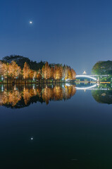 Wall Mural - Night view of red foliage of larch by the lake in City Park