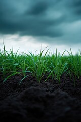 Wall Mural - Green grass under cloudy sky