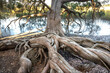 © Danita Delimont - USA, Georgia. Mature tree in Skidaway Island State Park, near Savannah