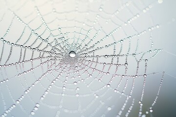 Spider web with dew drops