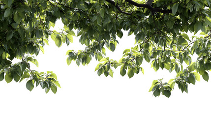 Green Tree Branch with Lush Leaves Isolated on Transparent Background - PNG