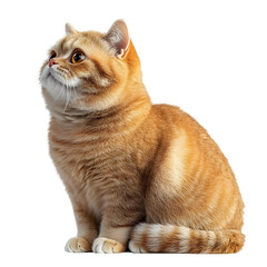 Orange Tabby Cat Sitting with White Background, Isolated Cat Image on Transparent Background,  PNG Download.