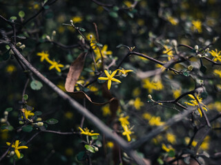 Wall Mural - Yellow flowers in the garden