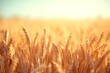 © adri - Golden wheat stalks glowing in the sun.