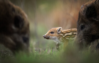 Wall Mural - young wild boar close up ( sus scrofa )