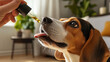 © Ariwasabi - Beagle Dog Receiving CBD Oil From Dropper, Showcasing Holistic Pet Care for Wellness and Stress Relief Through Natural Remedies. A Focus on Pet Health and Wellbeing. Image made using Generative AI