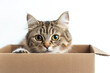 © Emanuel - Cat in a box isolated on white background